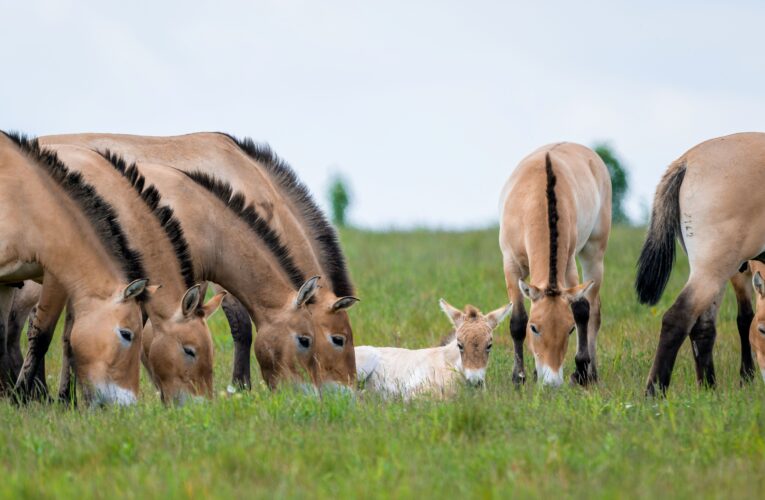 První mládě zubra v Dolních Počernicích a dovádějící hříbata v zoo i na hradech
