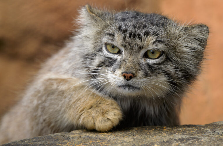 Prázdninová sleva: Večerní zoo za stovku