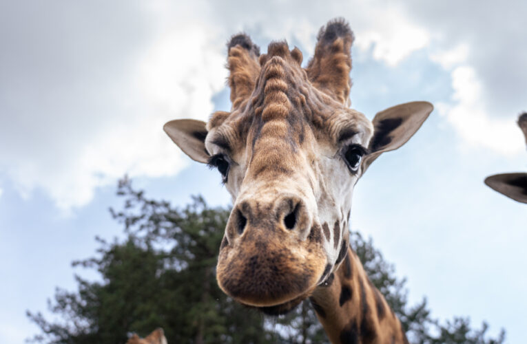 Do Zoo Praha přijel chovný samec žirafy