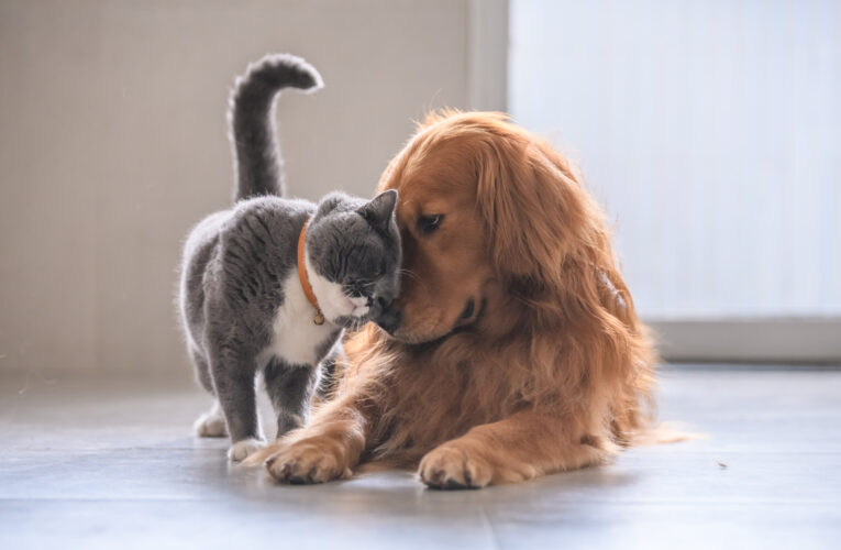 Dog & Cat TV míří do Česka. Nový kanál pro všechny, kteří mají doma čtyřnohého parťáka