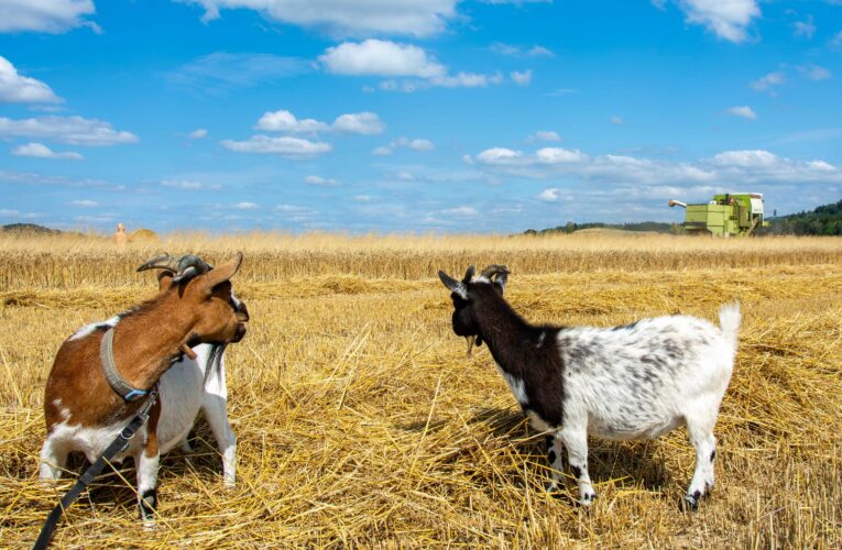 První ročník soutěže Agrární komory ČR ŽNĚ OBJEKTIVEM 2026 má své vítěze