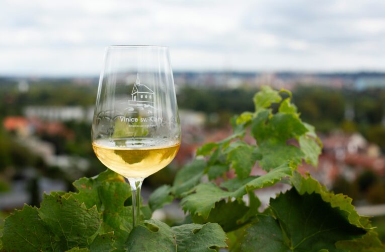 Vinobraní na Vinici sv. Kláry se blíží. Botanická zahrada Praha zve na víkend plný vína, hudby a zábavy pro velké i malé